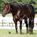 famous quarter horse stallion photo