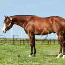 photo of quarter horse stallion